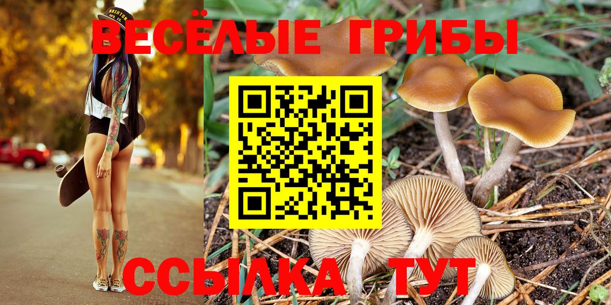 Псилоцибиновые грибы Psilocybe  сколько стоит  Нововоронеж  Вход с VPN 